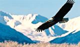 Bald eagle with Chilkat River in background, Haines, Alaska